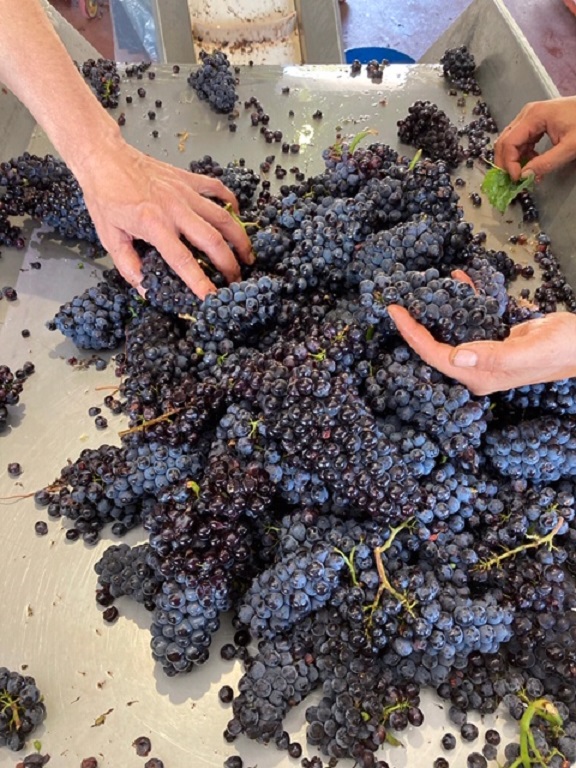 CdE Sorting grapes